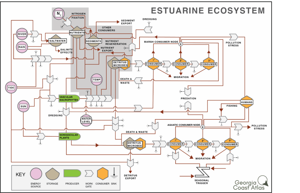 Diagram of energy flow and abiotic and biotic interactions in estuarine ecosystems.